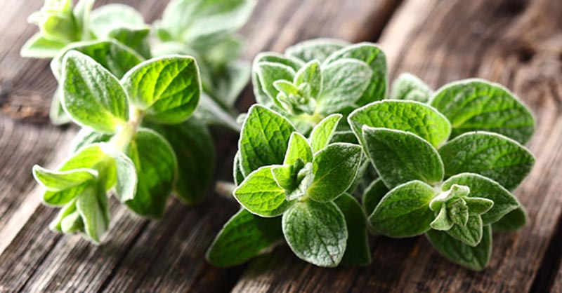 Origano: proprietà benefiche per l'organismo