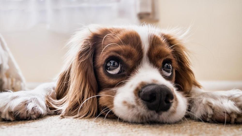 Cani: ecco il significato dei loro atteggiamenti