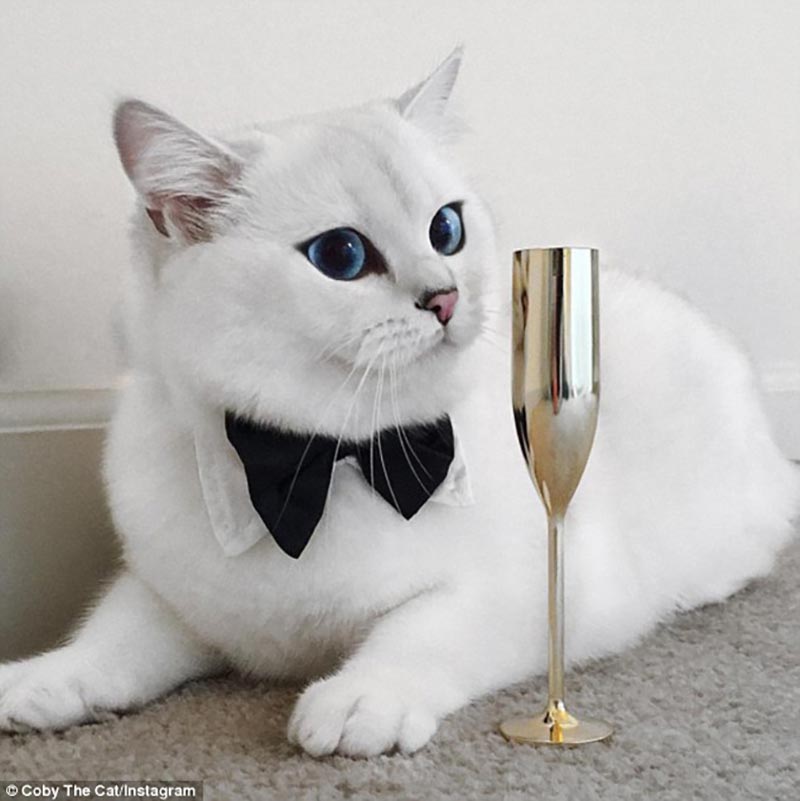 Il gatto più famoso del mondo e del web: COBY