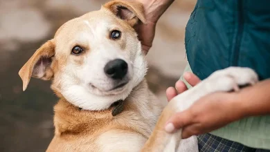 Perché il tuo cane ti segue sempre