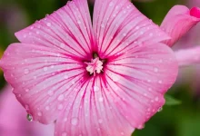 Cure miracolose della malva