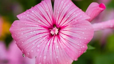 Cure miracolose della malva