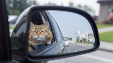 gatto
