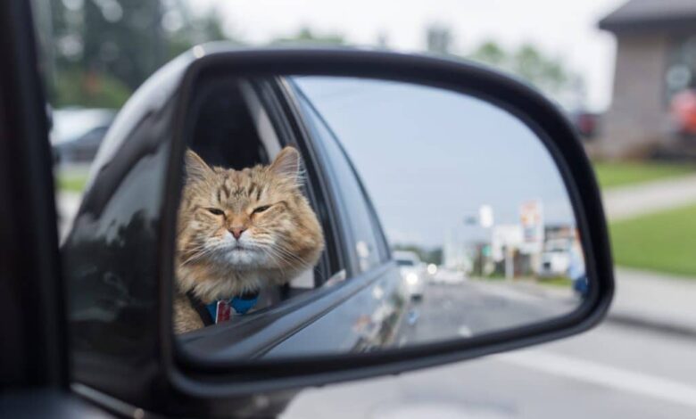 gatto